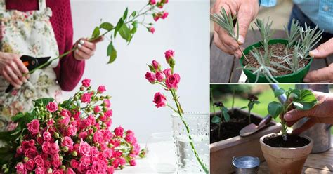 Can You Replant Cut Flowers? Exploring the Possibilities and Beyond