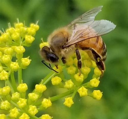 Do Dried Flowers Attract Bugs? And Why Do They Smell Like Forgotten Memories?