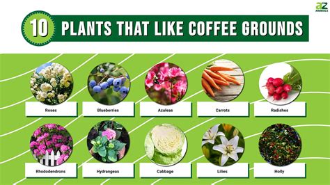 What Flowers Like Coffee Grounds: A Brew of Botanical Benefits and Bizarre Theories