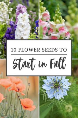 What Flowers to Plant in September: A Guide to Autumn Blooms and Beyond