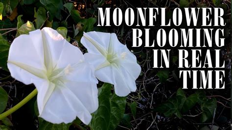 When Do Moon Flowers Bloom: A Symphony of Night and Mystery