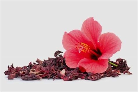 Where to Buy Dried Hibiscus Flowers: A Journey Through Flavor, Culture, and Commerce